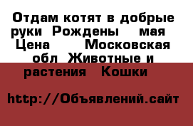Отдам котят в добрые руки. Рождены 14 мая › Цена ­ 1 - Московская обл. Животные и растения » Кошки   
